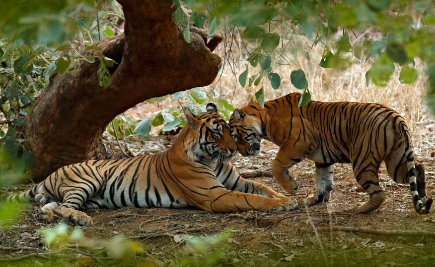 ranthambore jungle safari tiger